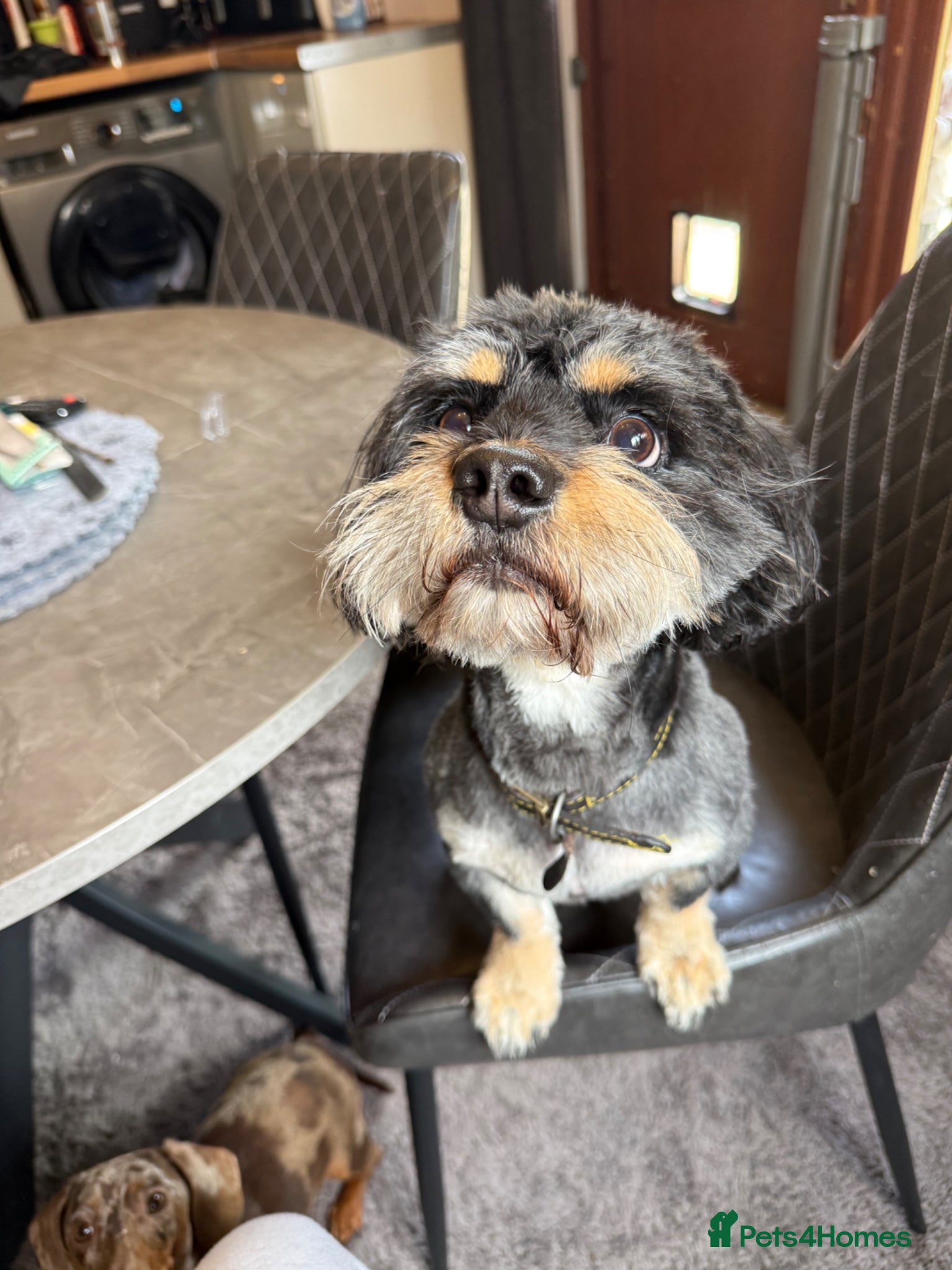 Mixed Breed dogs for sale: Dog for re homing  - Advert 2