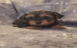 Yorkshire Terrier dogs for sale: Miniature Yorkshire Terrier pups - Image 8