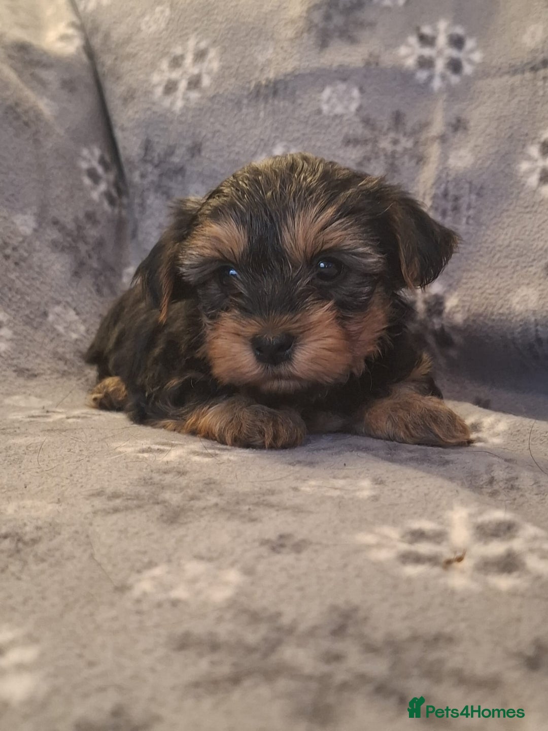 Yorkshire Terrier dogs for sale: Miniature Yorkshire Terrier pups - Image 8