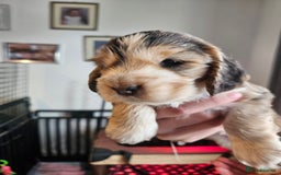 Cocker Spaniel dogs for sale: Sable Show Cocker spaniel Puppies ready now - Image 15
