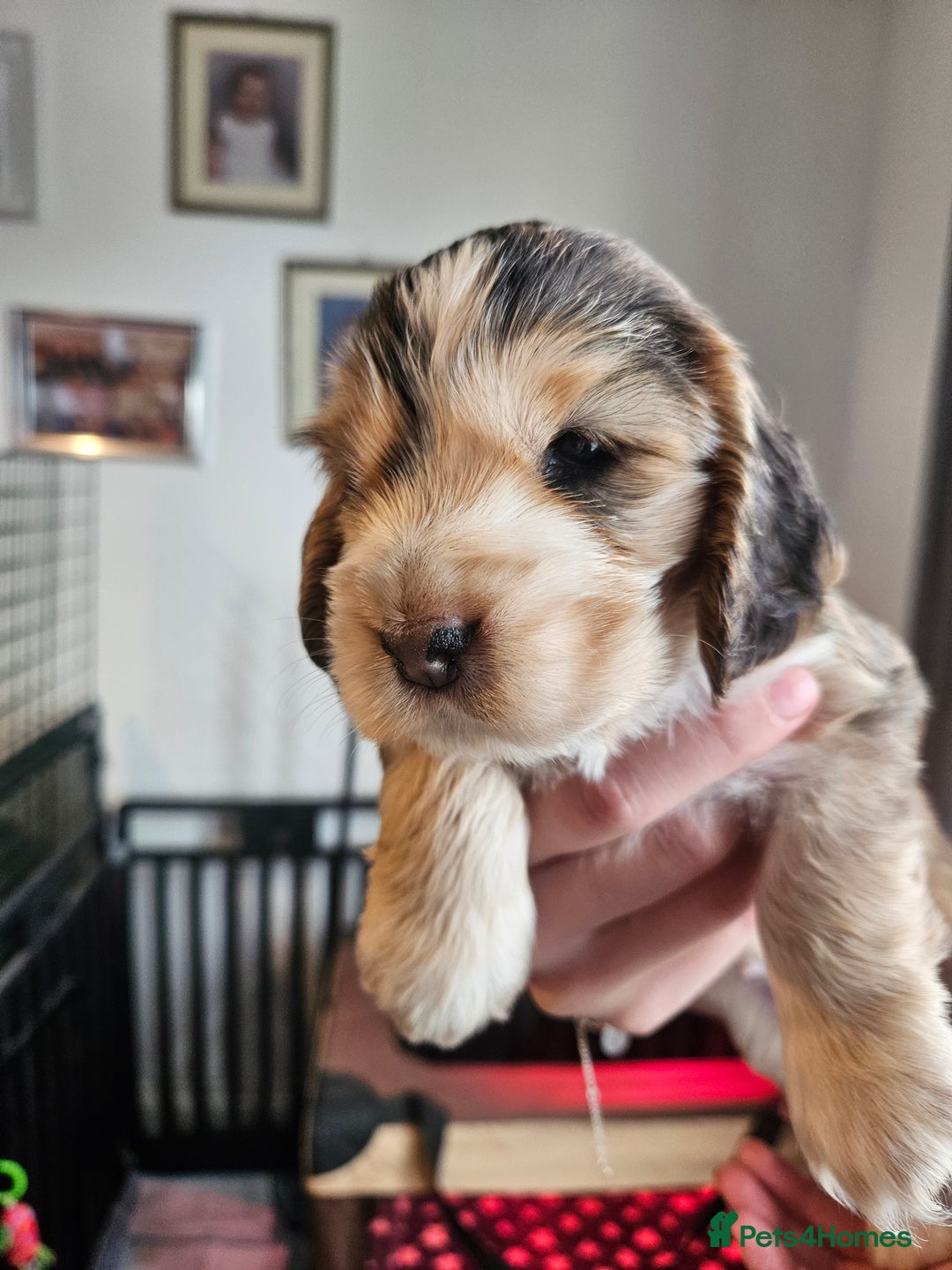 Cocker Spaniel dogs for sale: Sable Show Cocker spaniel Puppies ready now - Image 15
