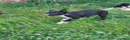Border Collie dogs for sale: 4 adorable puppies for sale - Advert 3