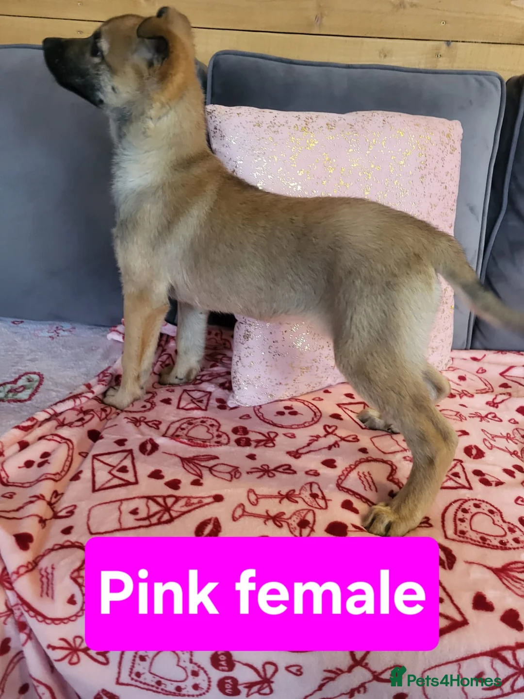 Golden Shepherd dogs for sale: Golden shepherd puppies  - Advert 2