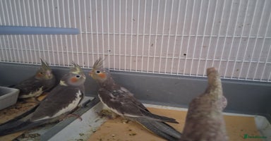 Cockatiels birds - Advert 16