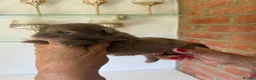 Pomeranian dogs for sale: Beautiful Pomeranian Puppies - Advert 24