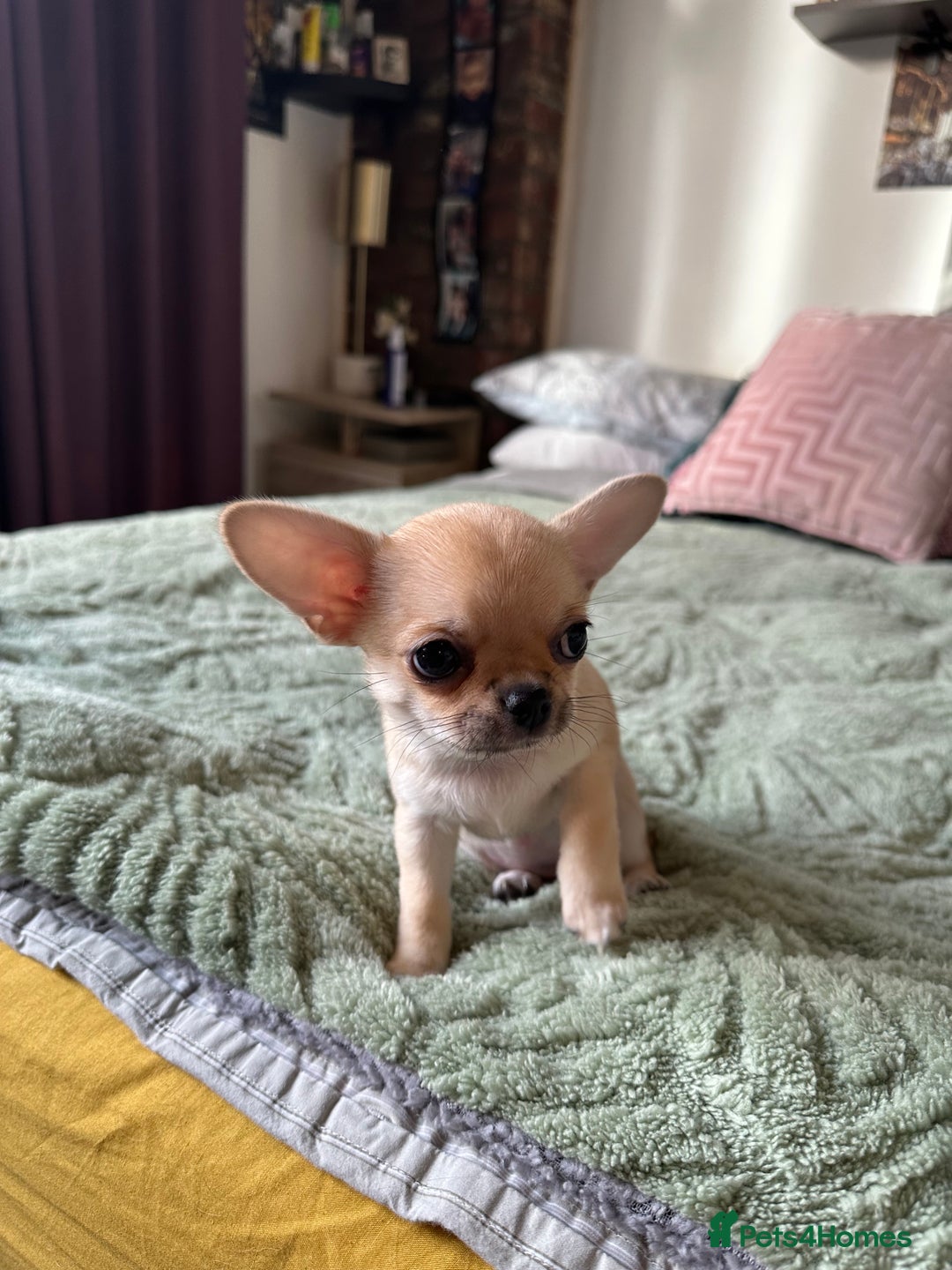 Chihuahua dogs for sale: Beautiful cream girls - Advert 5