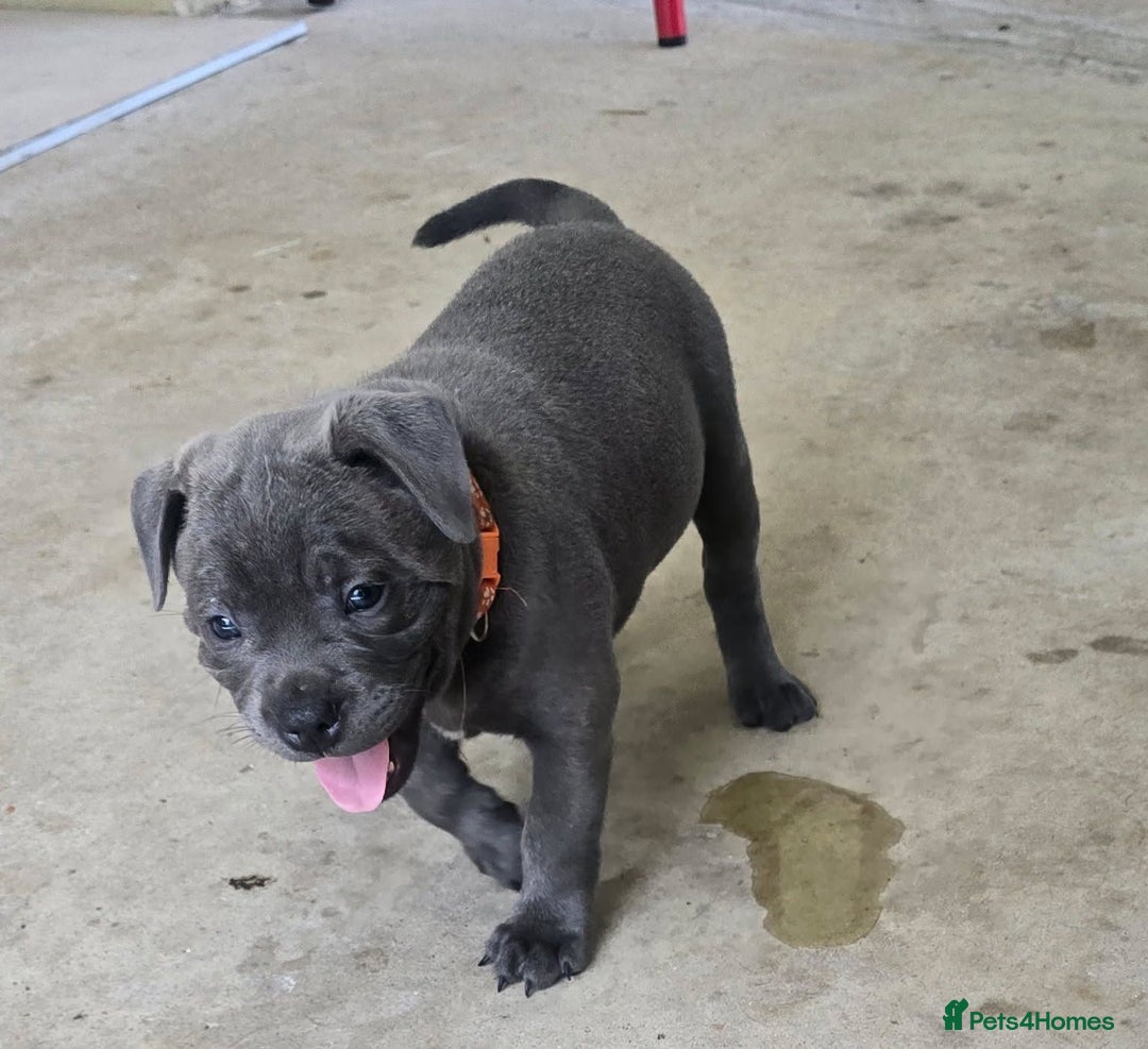 Staffordshire Bull Terrier dogs for sale: super adorable Blue Staffys pups. Kc-reg - Advert 4