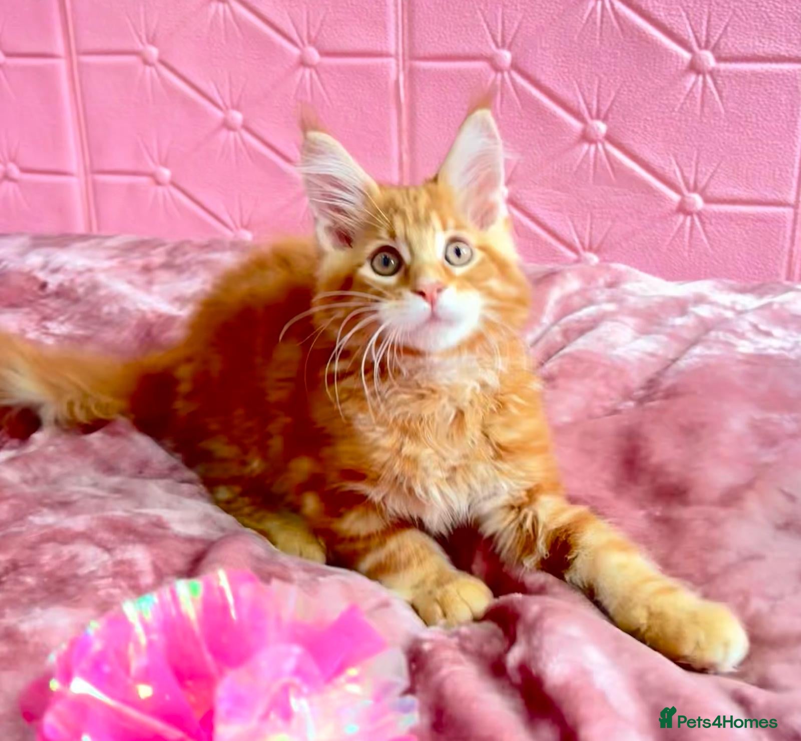 Maine Coon cats Pure breed XXL Maine Coon kittens  - Advert 2