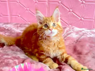 Maine Coon cats Pure breed XXL Maine Coon kittens - Advert 2