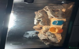 Leopard Gecko reptiles for sale: Leopard gecko and full enclosure for sale  - Image 2
