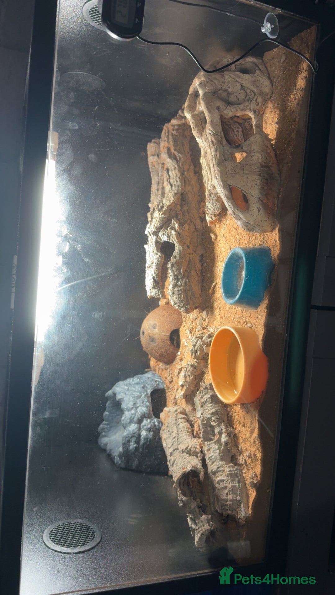 Leopard Gecko reptiles for sale: Leopard gecko and full enclosure for sale  - Image 2