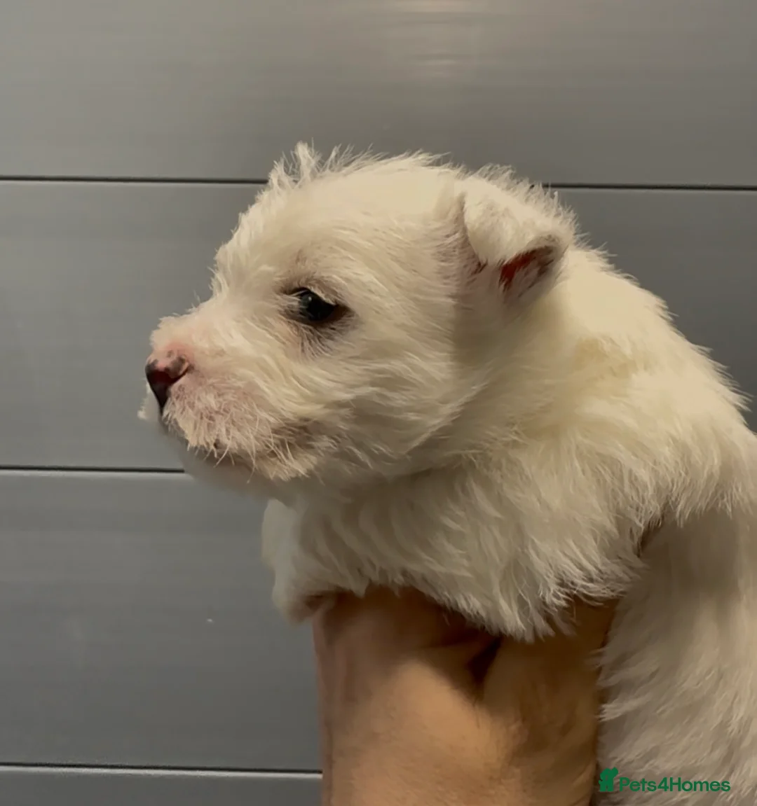 West Highland Terrier dogs for sale: West Highland Terrier Pups Pure Pedigree - Advert 10