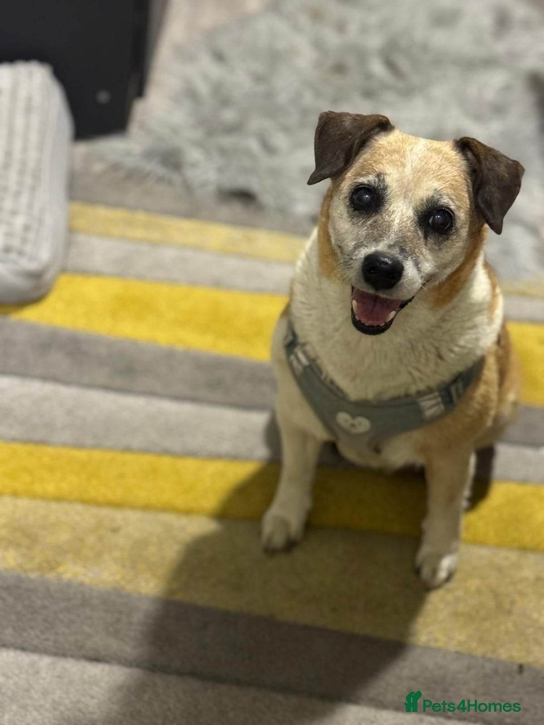 Mixed Breed dogs for adoption: Sweetheart Folti needs her home - Advert 18