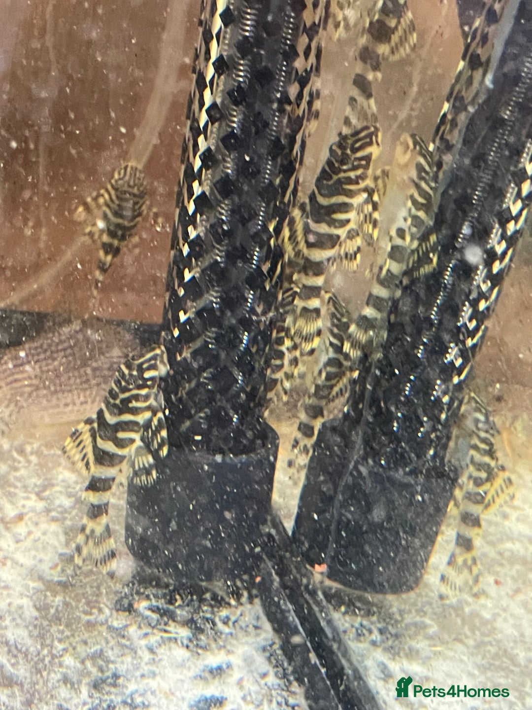 Plecos fish for sale: L134 leopard frog pleco juveniles - Advert 2
