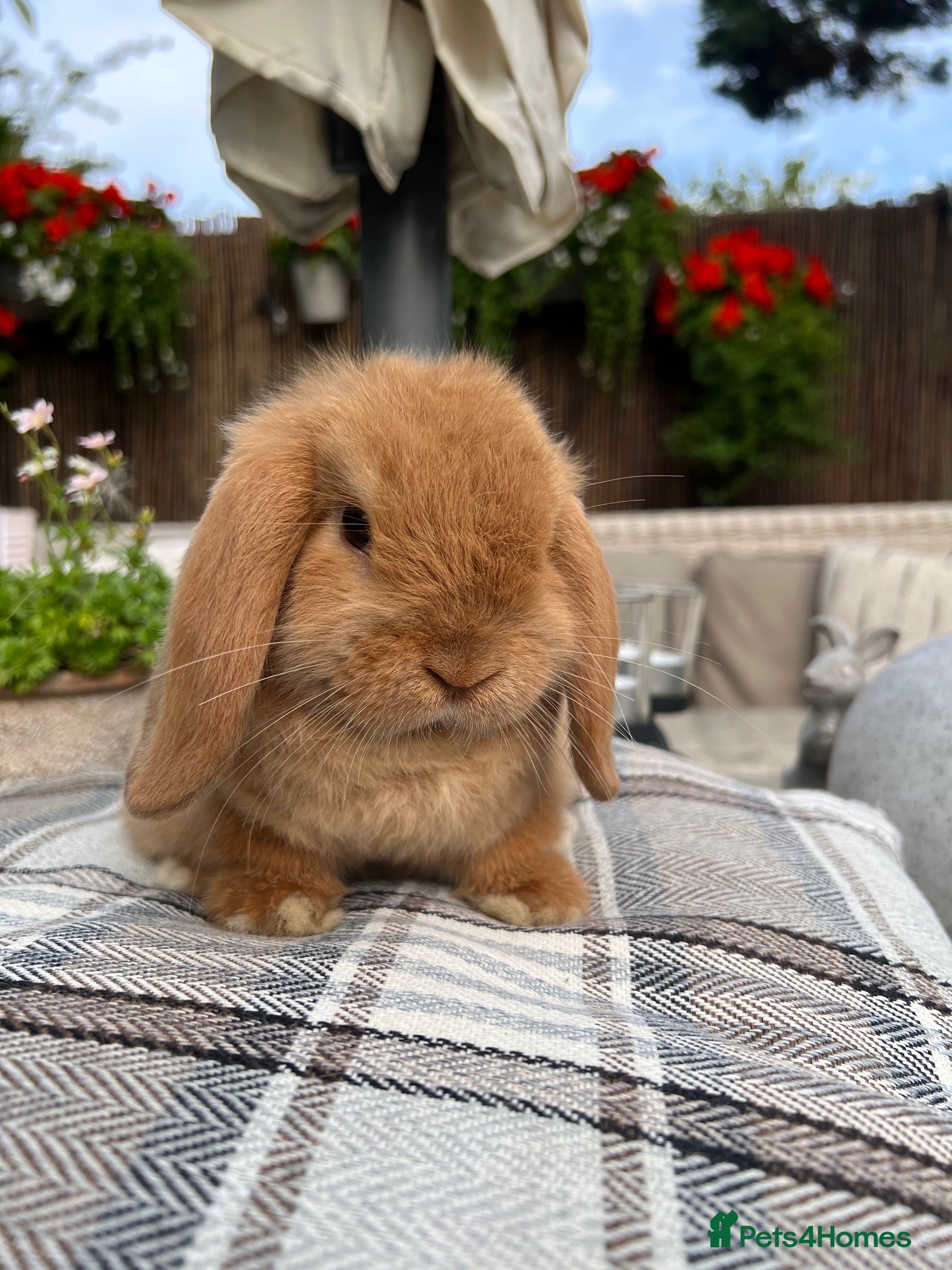 Mini Lop rabbits Mini lop baby buck  - Advert 6