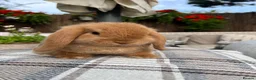 Mini Lop rabbits for sale: Mini lop baby buck  - Advert 1