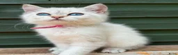 British Shorthair cats for sale: TICA BSH & BLH Golden kittens 😻 - Advert 9