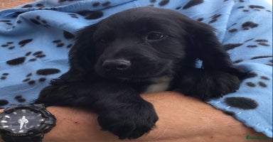 Cocker Spaniel dogs - Advert 6