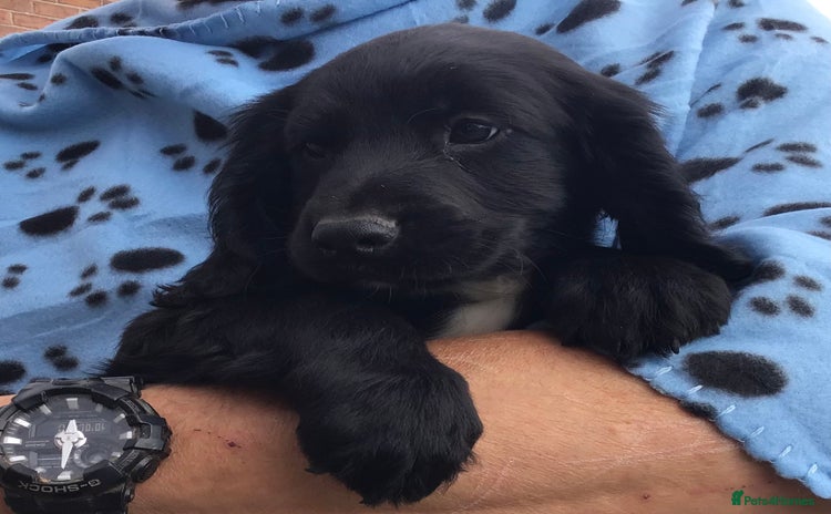 Cocker Spaniel dogs - Advert 16