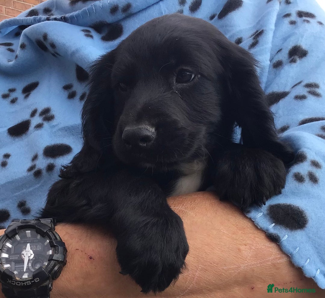 Cocker Spaniel dogs for sale: LAST PUPPY, READY 2 GO, 5* COCKER SPANIELS - Image 2