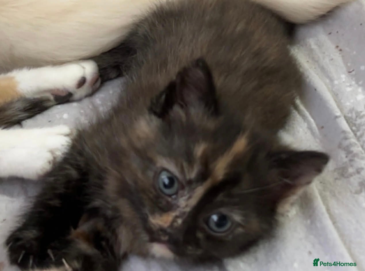 Mixed Breed cats 4 half ragdoll kittens  - Advert 3