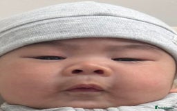 Mixed Breed cats for sale: British Short hair mixed breeds  - Advert 10