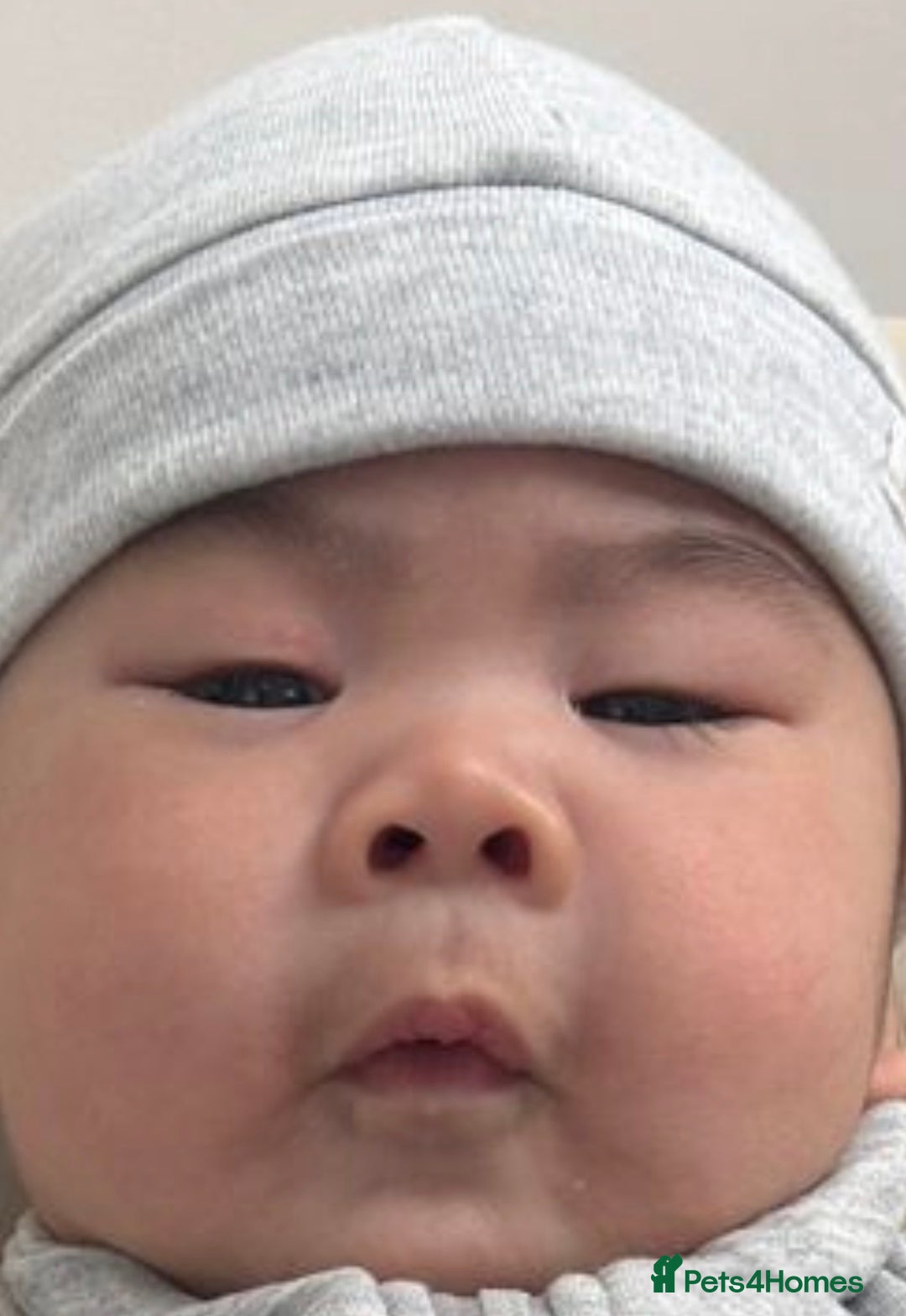 Mixed Breed cats for sale: British Short hair mixed breeds  - Advert 10