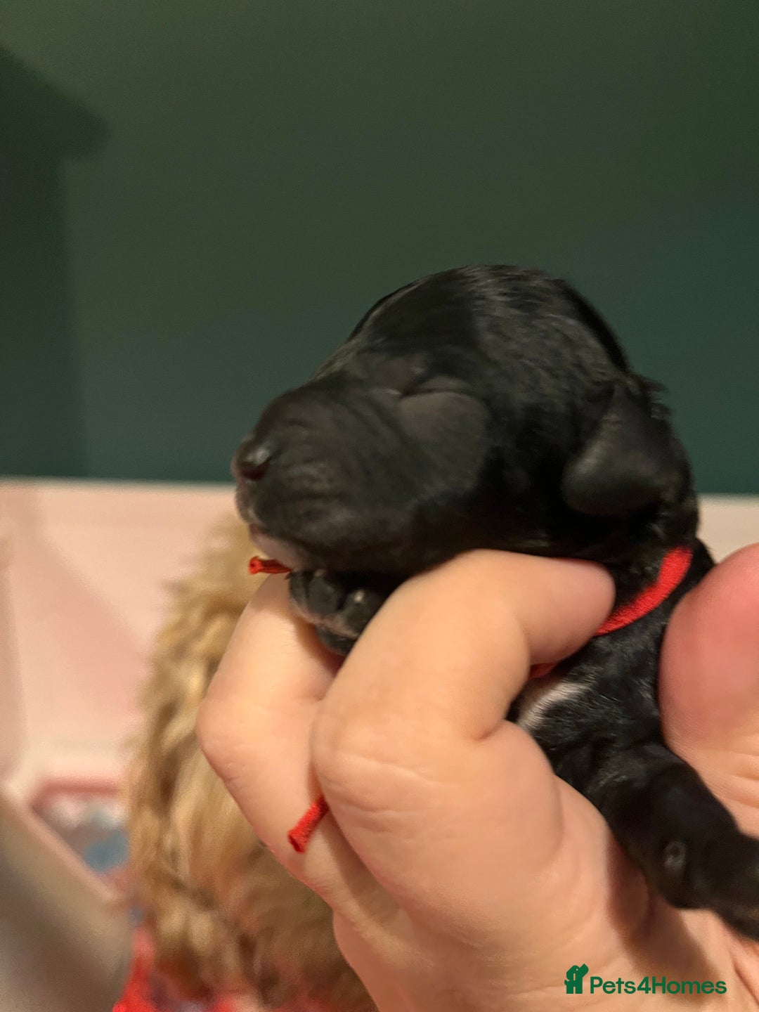 Australian Labradoodle dogs for sale: Healthy tested true Australian Labradoodle pups - Image 14