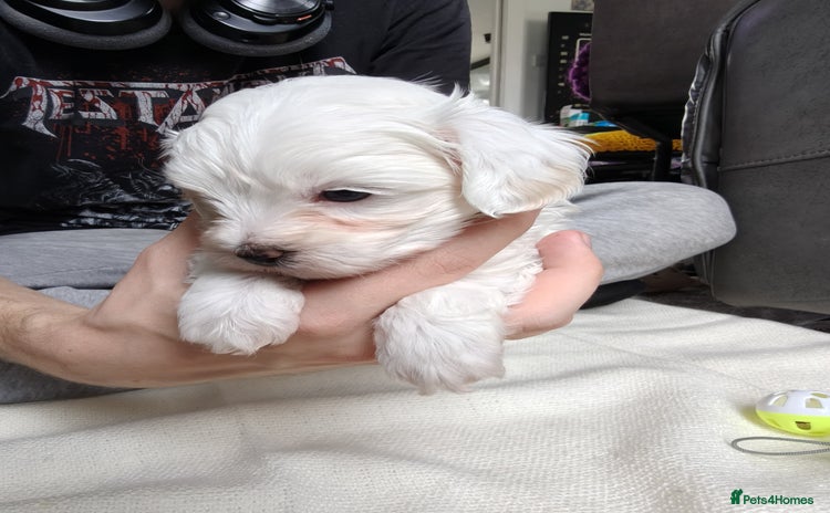 Maltipoo dogs - Advert 8