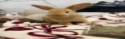 Mixed Breed rabbits for sale: Rabbits aged 5 weeks currently in Portsmouth - Advert 5