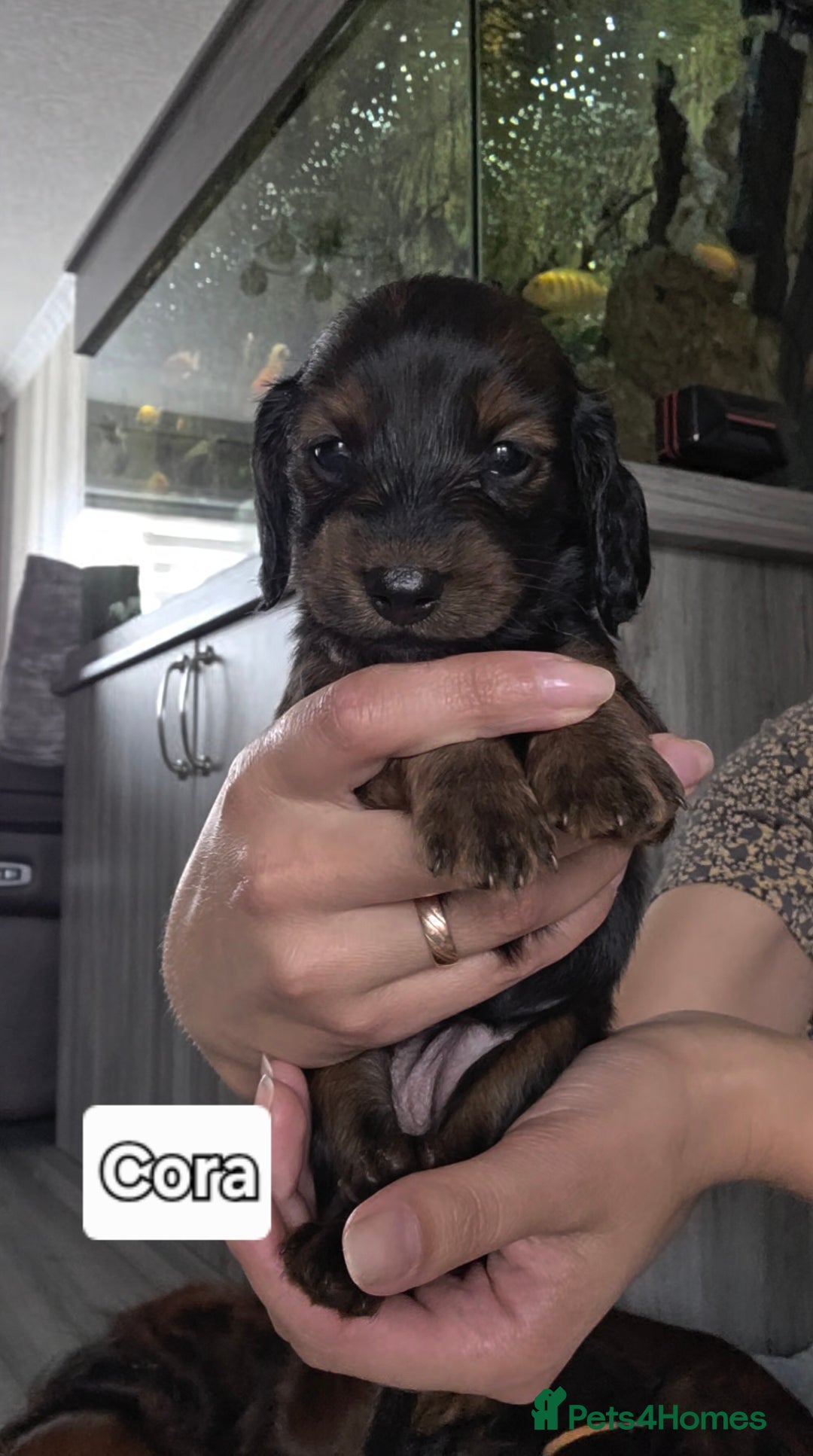 Dachshund dogs for sale: Red long-haired standard dachshund puppies - Image 9