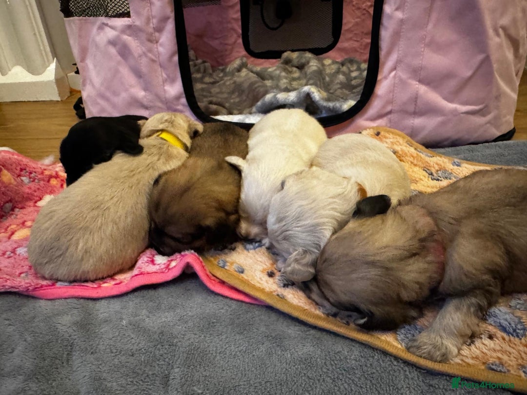 Mixed Breed dogs for sale: ✨Adorable Cockapompoo Puppies✨ - Advert 6