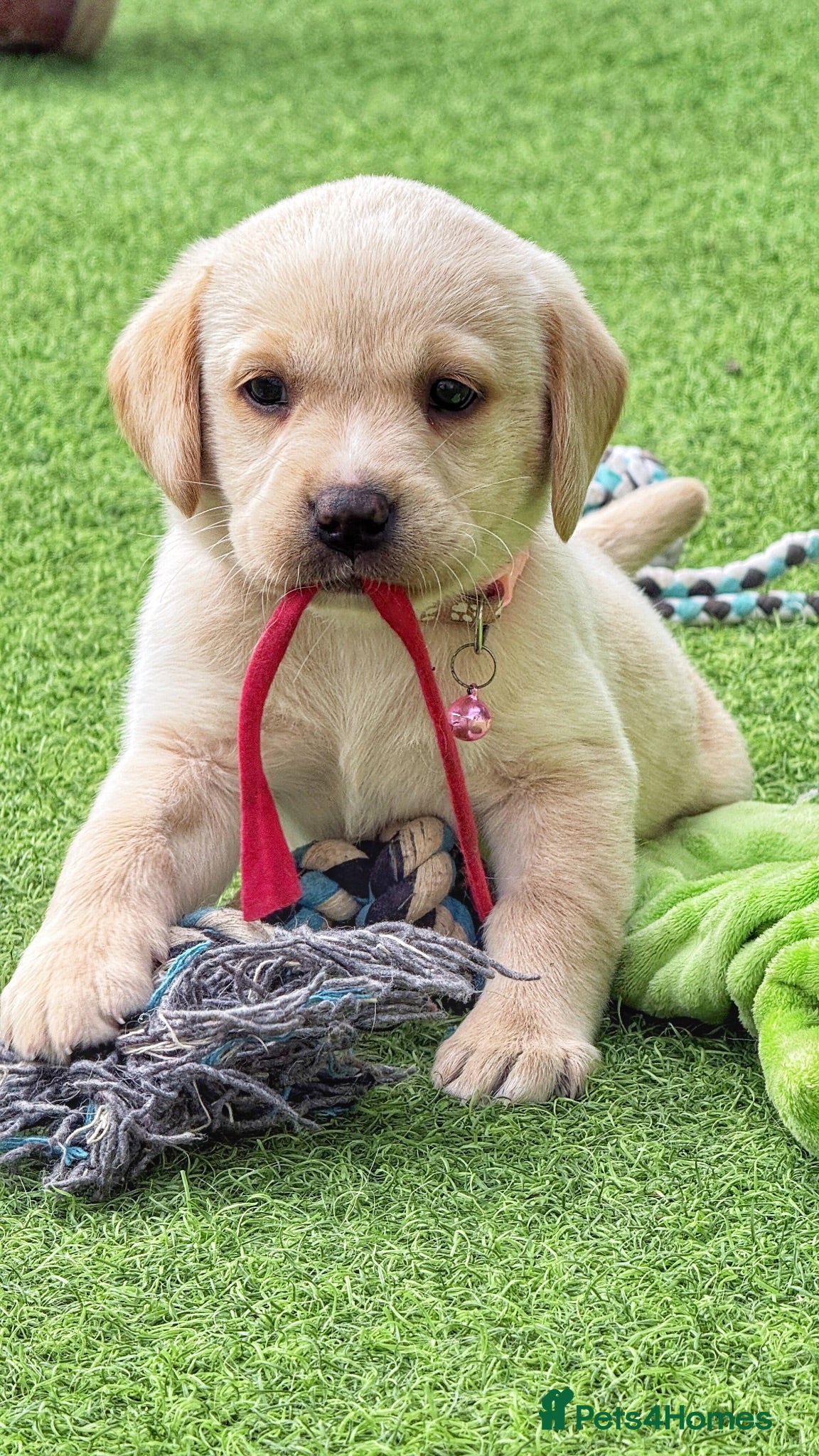 Labrador Retriever dogs Stunning KC Registered Labrador Puppies 🐾 - Advert 1