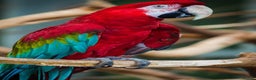 Macaws birds for sale: Female macaw  - Advert 2