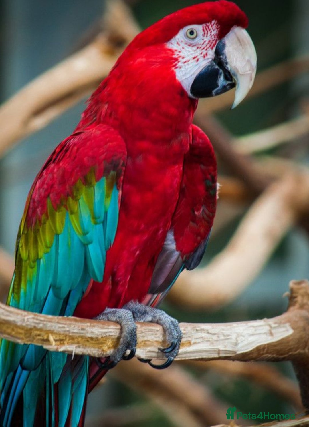Macaws birds for sale: Female macaw  - Advert 2