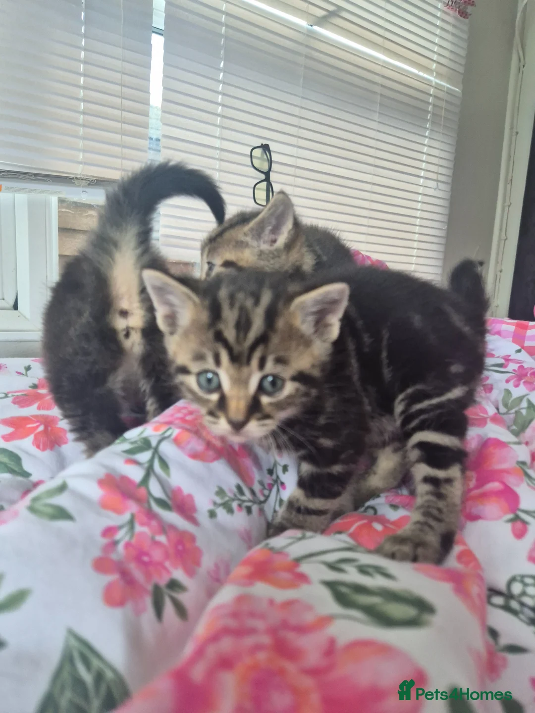 Mixed Breed cats for sale: 3 tabby kittens - Advert 1