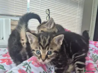 Mixed Breed cats 3 tabby kittens - Advert 1