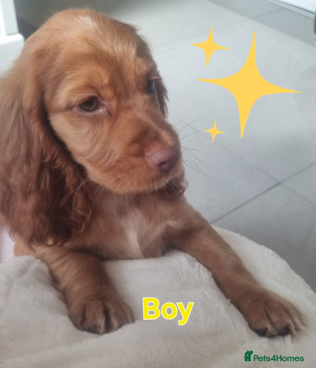 Cocker Spaniel dogs for sale: 🐶PRA FA HEALTH TESTED Show Cocker Spaniels Ready - Image 5