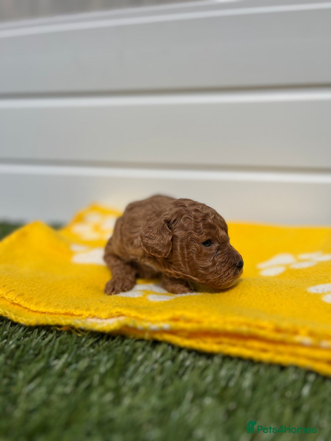 Toy Poodle dogs for sale: Adorable Toy Poodle Pups Looking for Forever Homes - Image 9