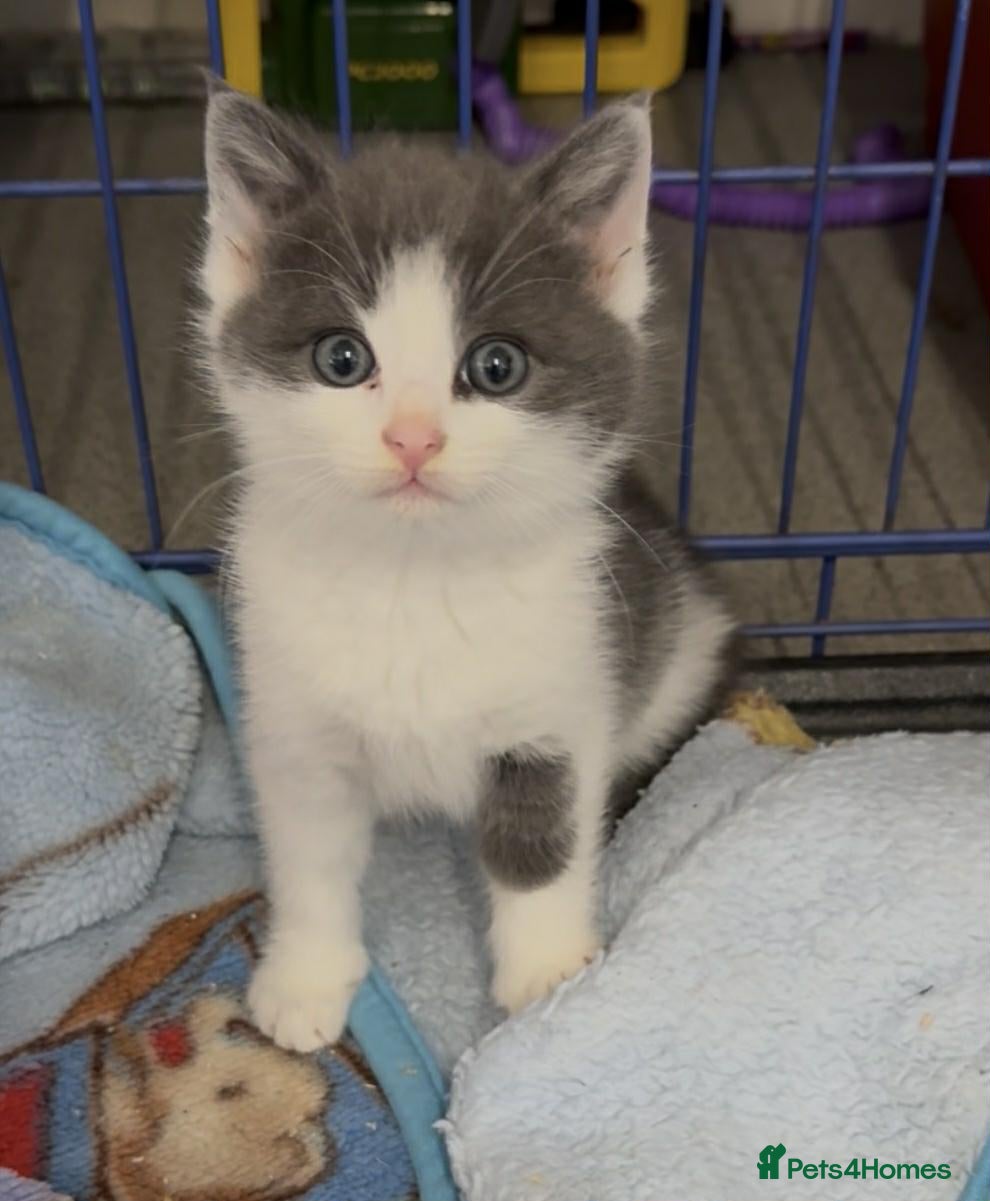 Maine Coon cats Maine Coon x Kittens  - Advert 2