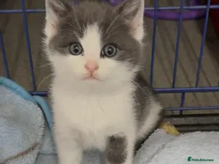 Maine Coon cats Maine Coon x Kittens - Advert 1