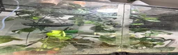 Frog reptiles for sale: Red Eyed Tree Frog Breeding Pairs - Advert 3