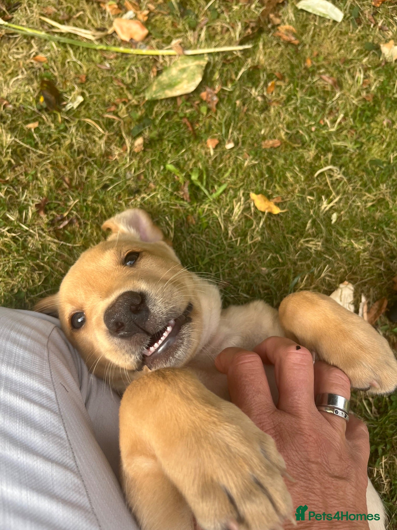 Labrador Retriever dogs KC REG parents: special adorable pups  - Advert 2