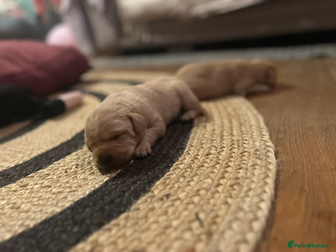 Labrador Retriever dogs for sale: Labrador Puppies - Advert 25