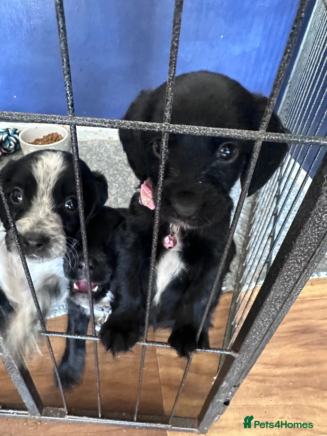 Sprocker dogs for sale: £995 EACH Beautiful cocker spaniel puppies  - Advert 2
