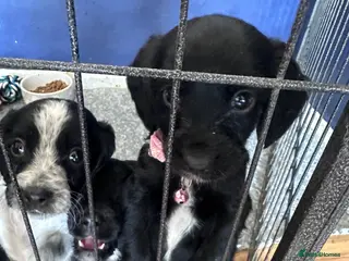 Sprocker dogs Beautiful cocker spaniel puppies - Advert 6
