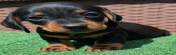 Miniature Dachshund dogs for sale: Quality KC/ PRA clear Miniature Dachshund puppies  - Advert 8