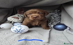 Labrador Retriever dogs for sale: Chunky cute lab pups for sale - Image 13