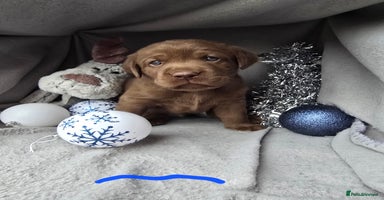 Labrador Retriever dogs Chunky cute lab pups for sale - Advert 6