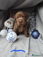 Labrador Retriever dogs Chunky cute lab pups for sale - Advert 6